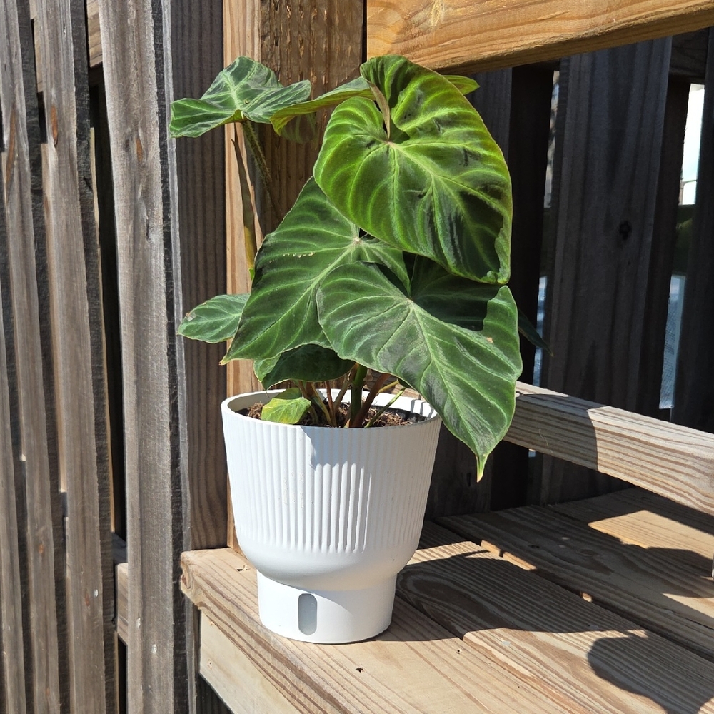 Ribbed Modern Plastic Self Watering 6" Planter